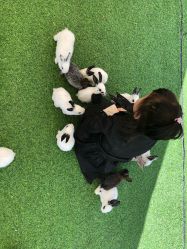 -萌宠亲子动物乐园(槐房万达店)