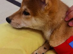 -逗柴咖啡屋·狗咖猫咖宠物桌游