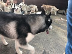 -TrueLove @ Neverland (Husky Cafe)
