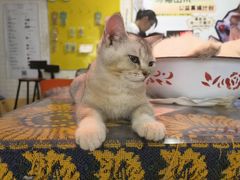 -平行世界·猫咖(首经贸店)