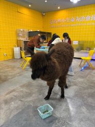 点击看大图 -神奇动物撸宠馆·羊驼·小浣熊·异宠(豫园店)