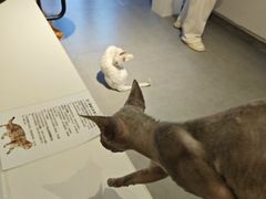 -琪喵猫屋·撸猫猫咖·猫舍