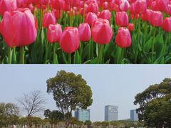 -大宁郁金香公园-停车场