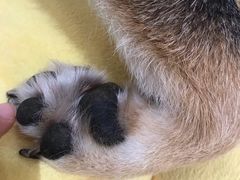 -逗柴咖啡屋·狗咖猫咖宠物桌游