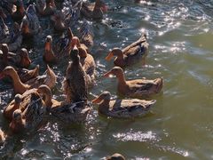 -野鸭湖国家湿地公园