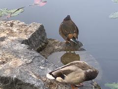 -香山公园
