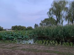 -大兴滨河森林公园