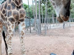 -清迈夜间动物园