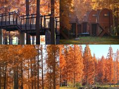 -黄海国家森林公园