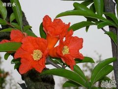 -白塘生态植物园