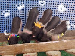 -萌宠亲子动物乐园(槐房万达店)