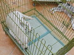 -Let's go狗咖·猫咖·奶狗·桌游(春熙路IFS店)
