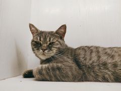 -猫小院猫主题餐厅(三里屯店)
