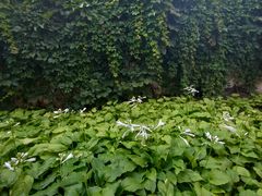 -亮马河饭店翠雅咖啡厅