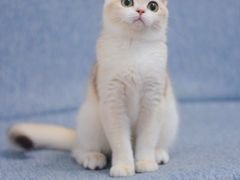 -Bastet sally猫舍购宠(静安店)