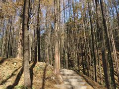 -山王坪喀斯特国家生态公园