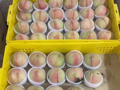 -老袁家蜜桃农场·阳山水蜜桃