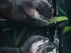 -正佳雨林生态植物园