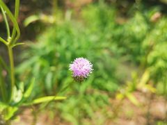 -塘栖枇杷特色园区