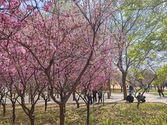 -石家庄市植物园