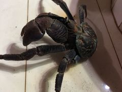 -海盗餐厅