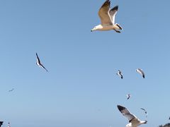 -海驴岛(荣成市)