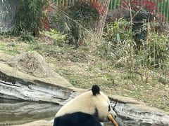 -武汉动物园