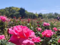 -上海滨江森林公园