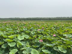 -西青郊野公园