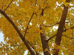 -永定河休闲森林公园