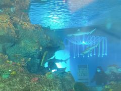 -沙沙哗啦海洋馆(华宇百花谷店)