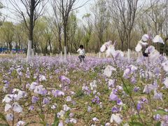 -永定河休闲森林公园