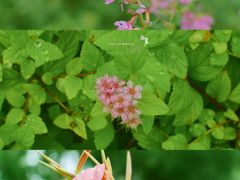 -西北湖绿化广场