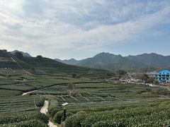 -龙坞茶村