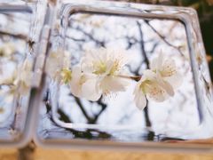 -桃花堤公园