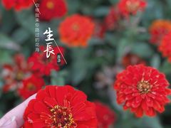 -花博汇(知音花月夜)