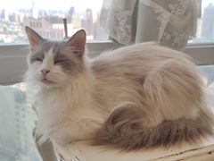 -共舞时光猫咖·狗咖(新街口店)