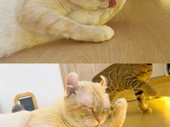 -猫腻·猫咖·撸猫馆(星光大道店)