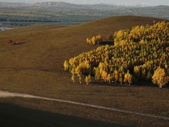 -乌兰布统景区-白桦林