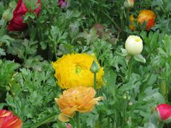 -普陀山风景名胜区-法雨禅寺