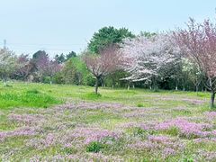 -南湖湿地公园