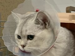-伟伟宠物医院·CT影像中心·瑞派犬猫综合性门诊(汉口总院)