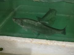 -宾湖农庄·农场特色(太湖龙之梦店)