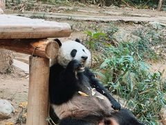-广州长隆野生动物世界
