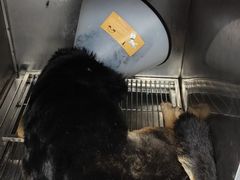 -宠物星动物医院·眼科·异宠·猫科(江南大道总院)