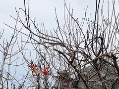 -酒肉门孔府菜(曲阜游客中心店)