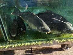 -煲来饱去冷水鱼
