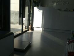 -关爱宠物医院·猫科中心·消化科(滨湖万达分院)