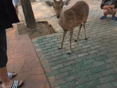-清迈夜间动物园
