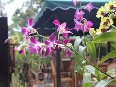 -火咂咂竹筒宴(告庄店)